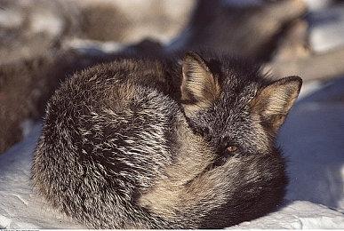 为核电站料理后事《切尔诺贝利清算人》6月6日发售