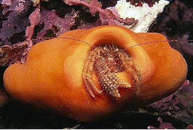 回合制轻肉鸽RPG《梅林之手》现于Steam正式发售